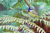 Bananaquit