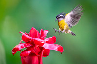 Bananaquit