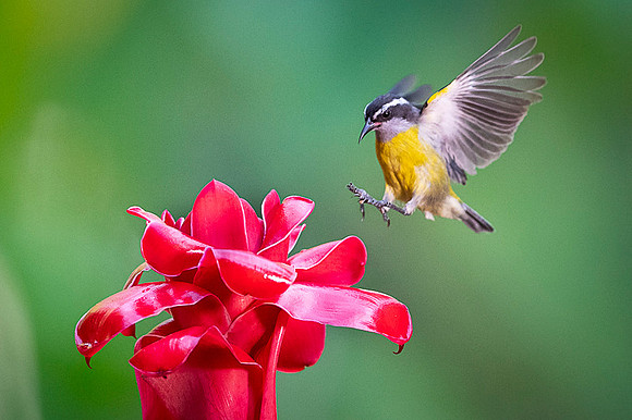 Bananaquit