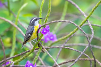 Bananaquit