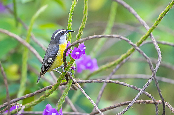 Bananaquit