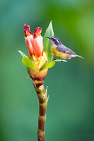 Bananaquit