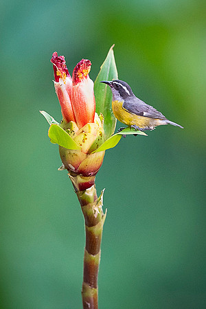 Bananaquit