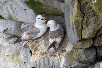 Northern Fulmar