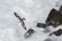 Northern Fulmar