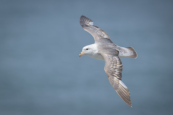 Northern Fulmar