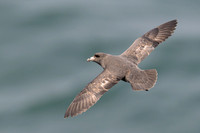 Northern Fulmar