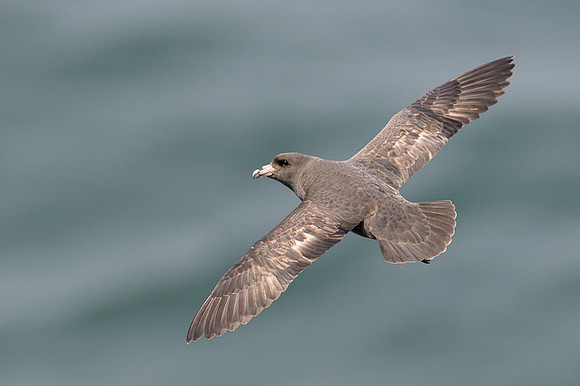 Northern Fulmar