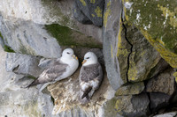 Northern Fulmar
