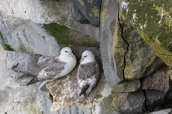 Northern Fulmar
