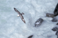 Northern Fulmar