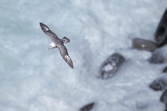 Northern Fulmar