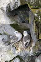Northern Fulmar