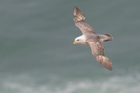 Northern Fulmar