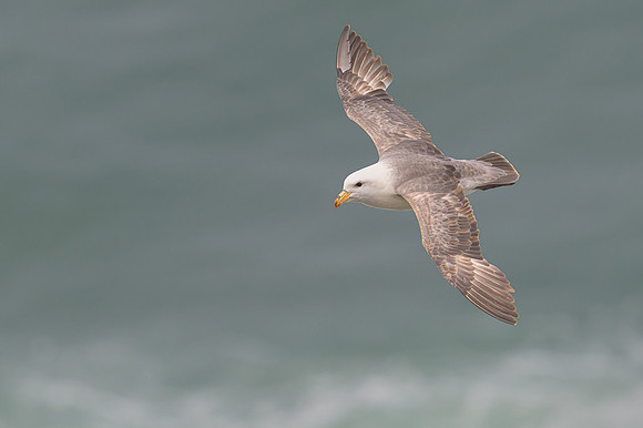Northern Fulmar