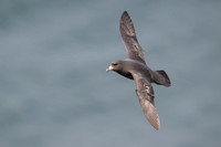 Northern Fulmar