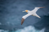 Northern gannet  Głuptak zwyczajny