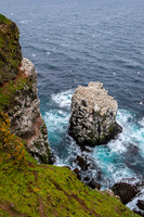 Northern gannet  Głuptak zwyczajny