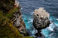 Northern gannet  Głuptak zwyczajny