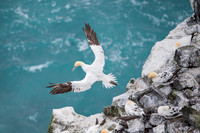 Northern gannet  Głuptak zwyczajny