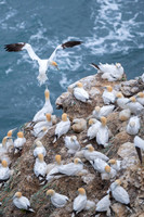Northern gannet  Głuptak zwyczajny