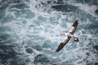 Northern gannet  Głuptak zwyczajny