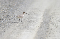 Bar-tailed Godwit