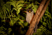 Black and White Owl