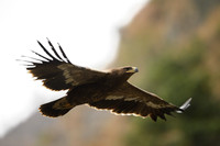 Himalayan buzzard
