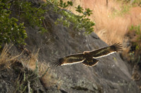 Himalayan buzzard