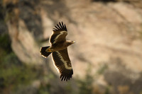 Himalayan buzzard