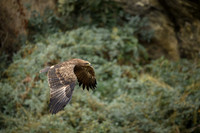 Himalayan buzzard