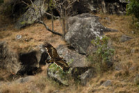 Himalayan buzzard