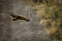 Himalayan buzzard