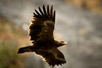 Himalayan buzzard