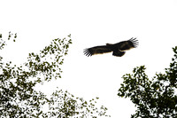 Himalayan buzzard