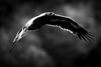 Himalayan buzzard