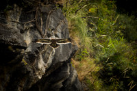 Himalayan buzzard