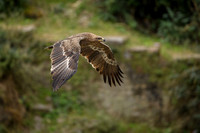Himalayan buzzard