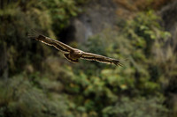 Himalayan buzzard