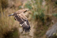 Himalayan buzzard