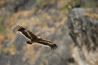 Himalayan buzzard