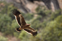 Himalayan buzzard