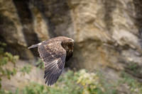 Himalayan buzzard