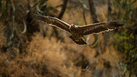 Himalayan buzzard