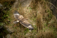 Himalayan buzzard