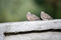 Eared Dove