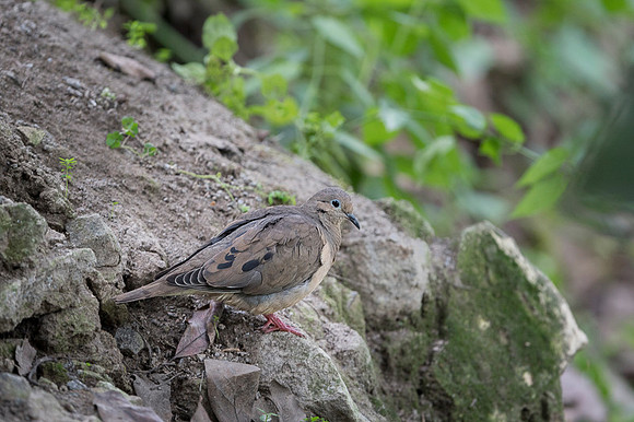 Eared Dove