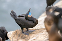 Brandt's cormorant