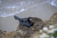 Brandt's cormorant